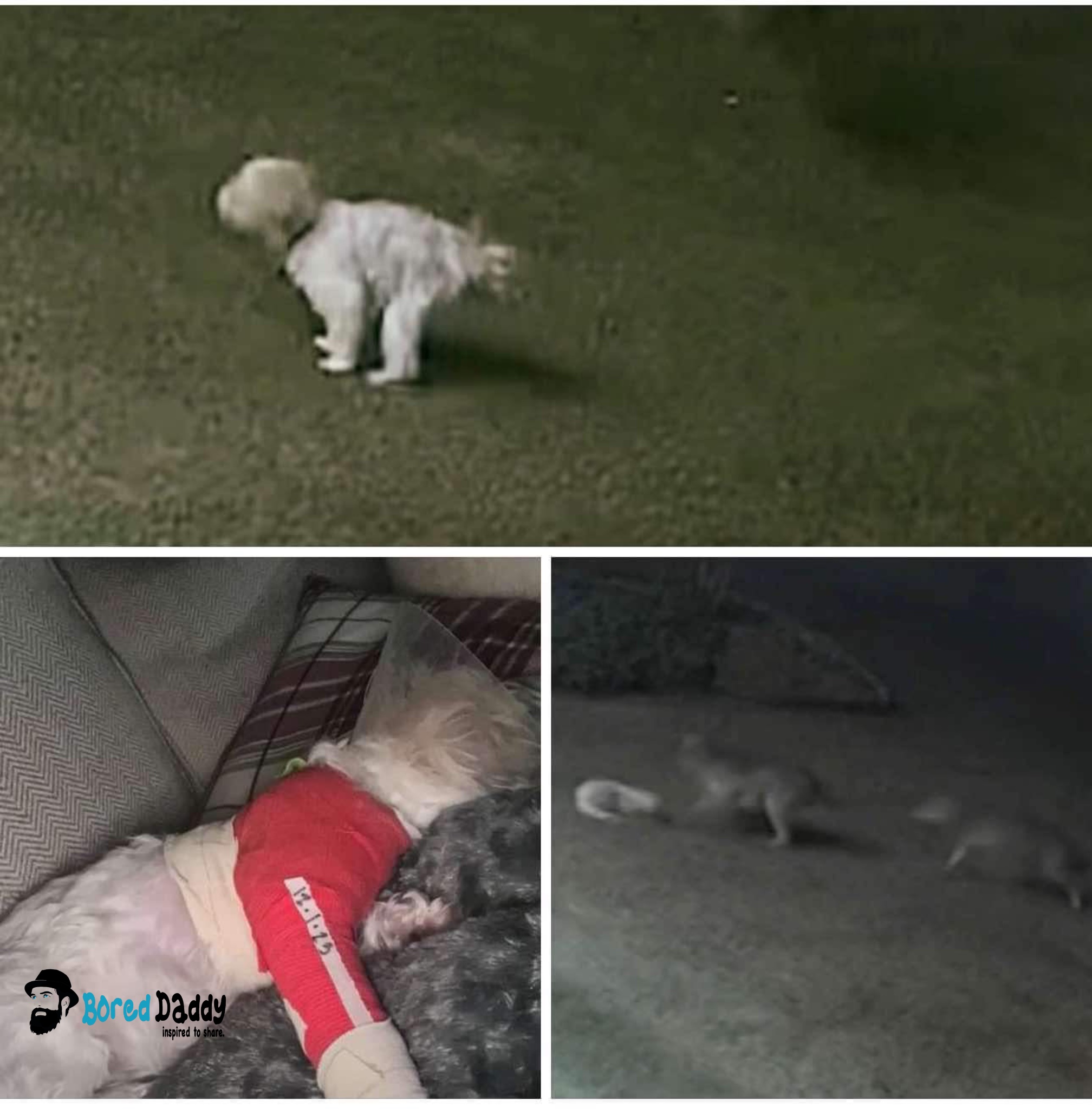 My Dog Was Bitten! How To Tell If It Was A Coyote - we91rz8